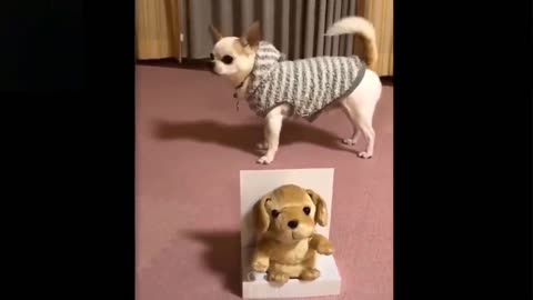 😂 Funny Cute Pets | Impossible Not To Laugh With This Pets Compilation 💗 Love Animals