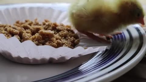 Sweet little chick snacks on peanuts for breakfast