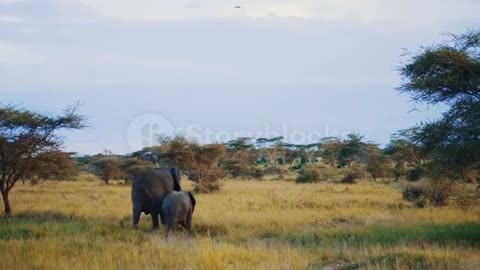 African Elephant 🐘🐘🐘🐘