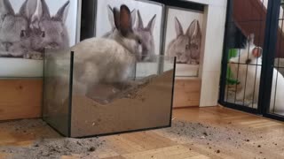 Rabbit Digging Bottle Of Sand Play Hare