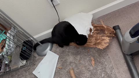 Cute Precious Piper Practices Being a Paper Shredder - Adopting a Cat from a Shelter Vlog