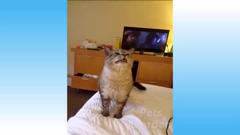 😂🐶 Cute Cats and Funny Dogs Videos Compilation 2021 😂🐶