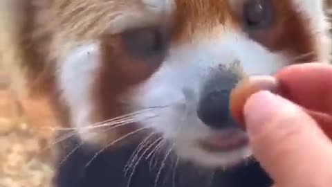 That’s so tasty! Thanks! @animal #animal #short #shorts #viral #nature #love #shortvideo #beautiful