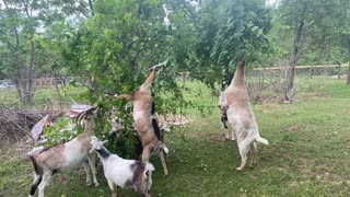 Goats Eating Tree B 06.2021