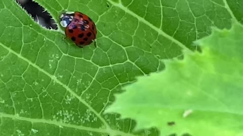 Ladybug, ladybug, fly away home.