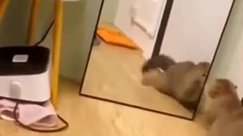 Funny Animals Videos