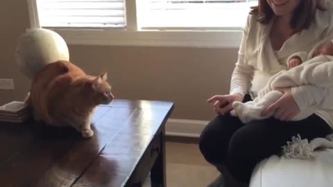 Cute cats meeting babies for first time.