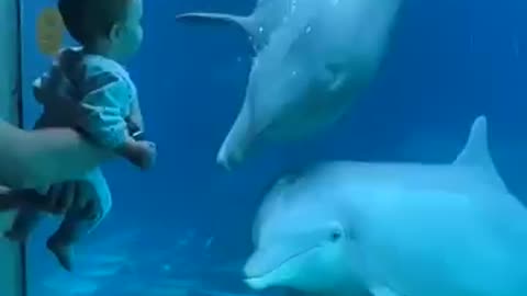 Wawo Dolphin playing with cute kid #funny dolphin