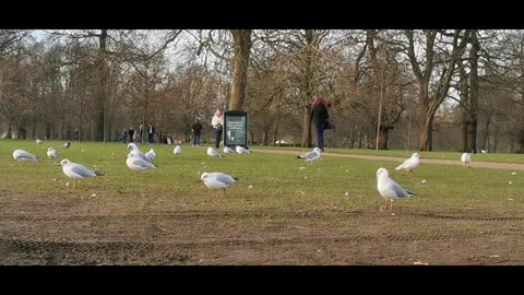 Beautiful Birds Videos With Music