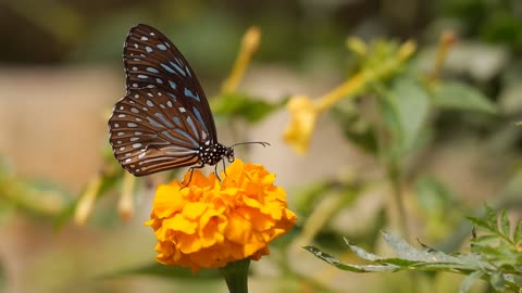 butterfly sitting on botany flower