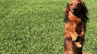 Dachshund Blends in With Kangaroos