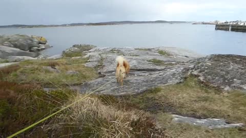 Finnish spitz demands to swim