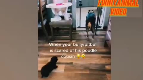 Funny video of dog and cat 😺😅😺😅🥰 interested video