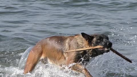 Malino's dog is preparing at the speed of amazing sea!