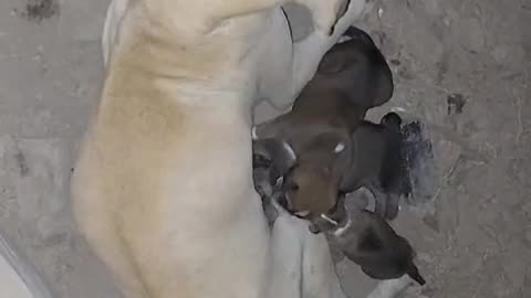 Paralysed mother doggie with her small kids lying in Rains #cat #dog #catlover #doglover #animals