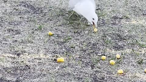 A seagull swallow a cracker and the crow waiting