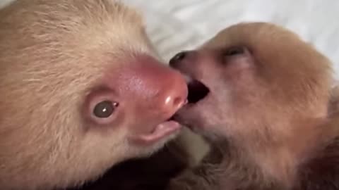 Baby sloth being sloths _ FUNNIEST complication