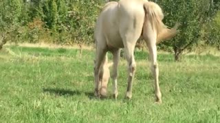 My horse is in a good mood today.