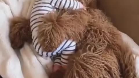 Cute & Funny Dog Sleeping with Baby