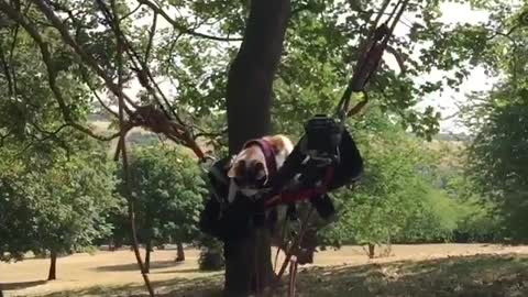 Cat playing in the woods