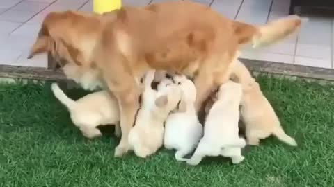 Busy mom trying to handling her cute puppies