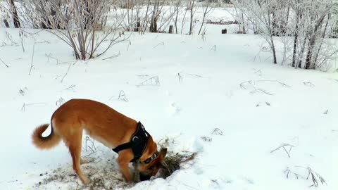 Dogs in the winter