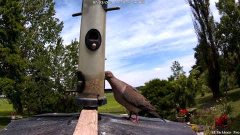 from the feeder: Mourning Dove