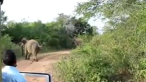 lephant Attack