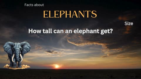 Elephant Fact 5 - How tall can an elephant get?