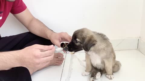 This Puppy loves Medicine more than dog food |Dog rescue India