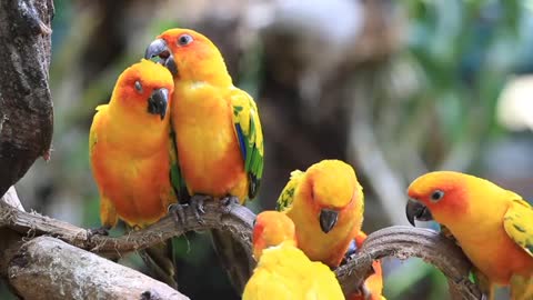 Sun Conure Parrots Resting On A Branch