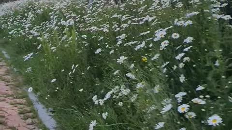 Flowers in full bloom in front of the subway station