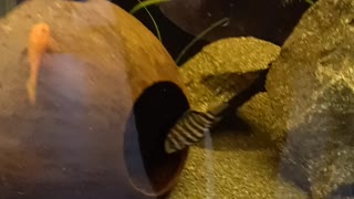 Tank L200 green pleco