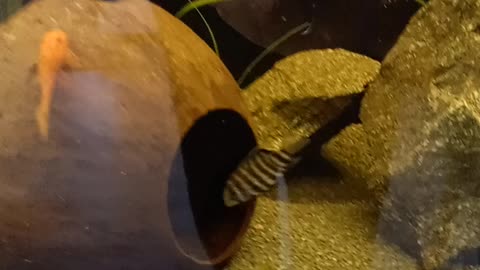 Tank L200 green pleco