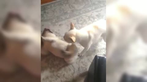 French Bulldog: I surrendered, stop playing, I am actually very happy