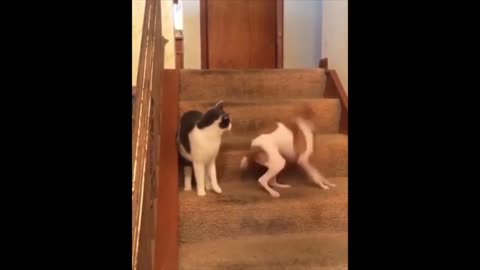 Must see Dog and cat are fighting then the dog run away in an incredble speed