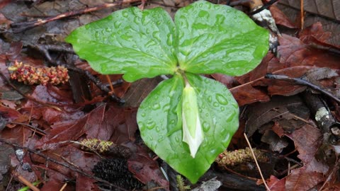 Western Trillium-Early Spring