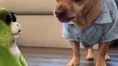 Try not to laugh funny animals #shorts