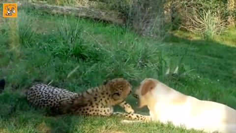 Unbelievable Unlikely Animal Friendship