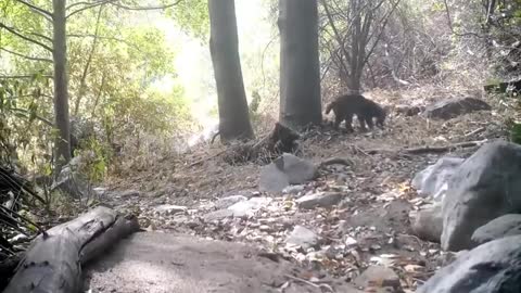 Bobcat Kills Rattlesnake While Fighting