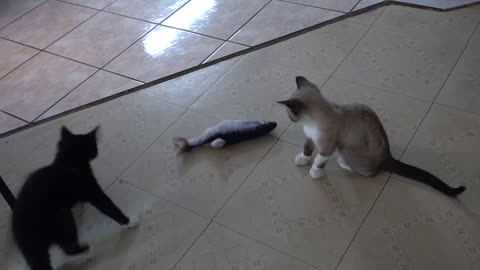 Kittens Attack Toy Fish