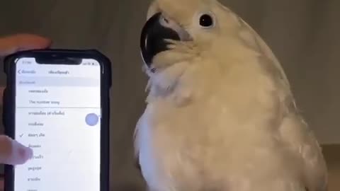 Parrot dancing with phone tones