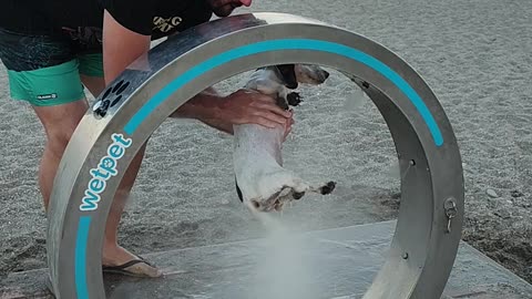 Dog Gets a Bath at the Beach