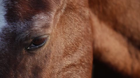 The most beautiful eyes of a purebred Arabian horse