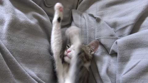 Cute Cat Washes His Armpit and Touches the Camera with His Nose