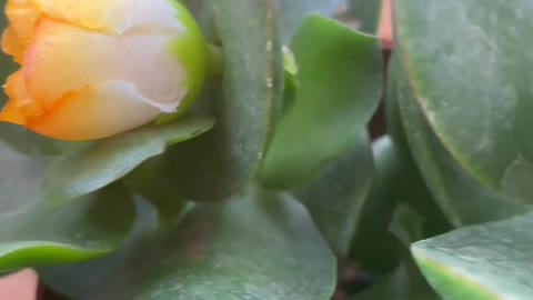 Succulent pink yellow flower