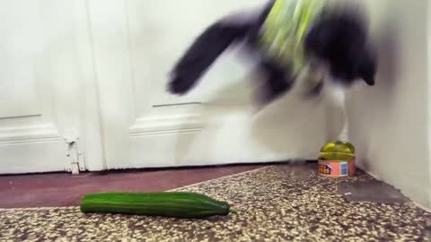 Cat vs Cucumber: Stop Motion