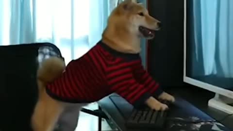 Dog Play Pubg On PC || doggy playing games on computer