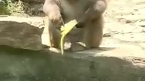 Funny animals video