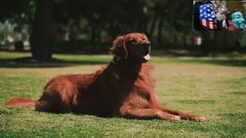 Dog Breeds - Golden Retriever - Discover Why Golden Retrievers Are Perfect!